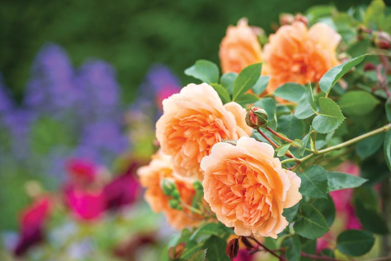 Main Rose Types for your Garden