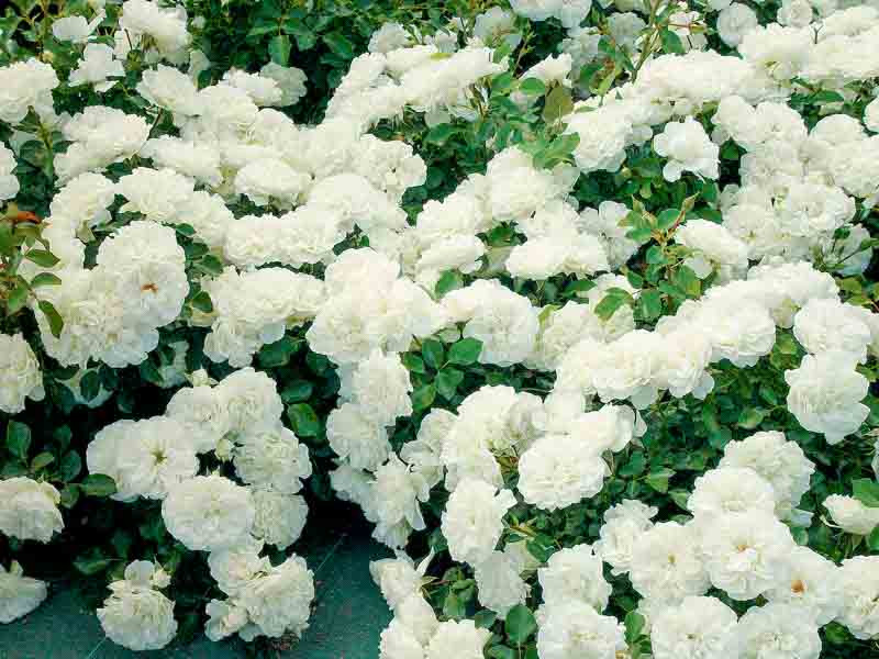 Rosa White Meidiland® (Groundcover Rose)
