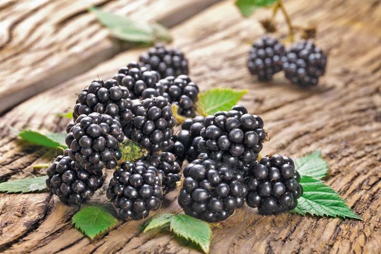 Rubus fruticosus 'Chester', Blackberry Chester, Black Berries, Fruiting Shrub