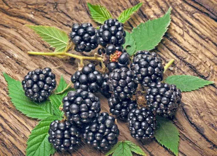Rubus fruticosus 'Navaho', Blackberry Navaho, Black Berries, Fruiting Shrub