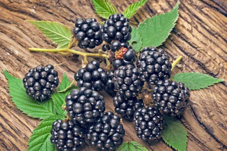 Rubus fruticosus 'Navaho', Blackberry Navaho, Black Berries, Fruiting Shrub