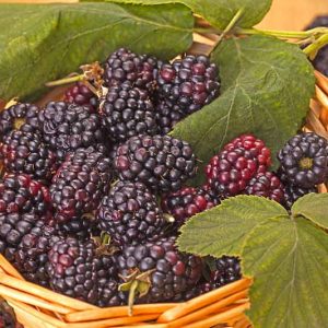Rubus fruticosus 'Triple Crown', Blackberry Triple Crown, Black Berries, Fruiting Shrub