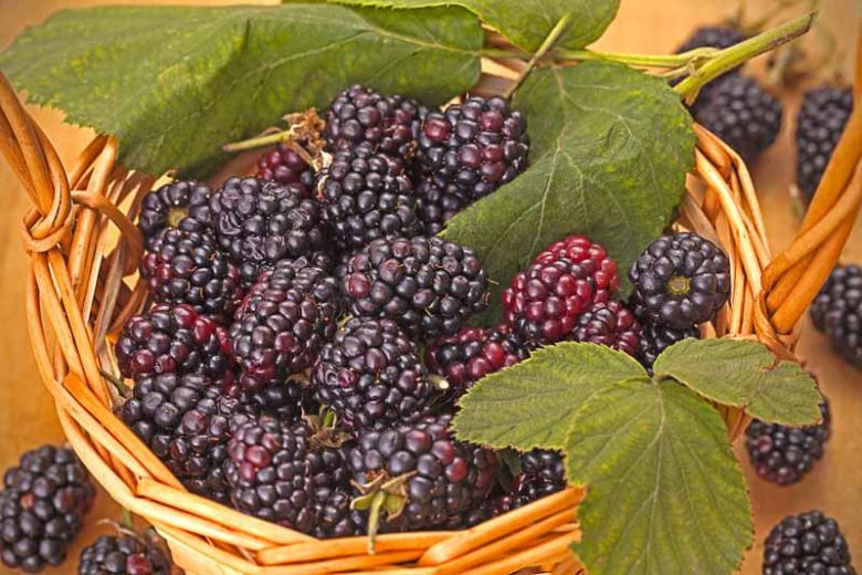 Rubus fruticosus 'Triple Crown', Blackberry Triple Crown, Black Berries, Fruiting Shrub