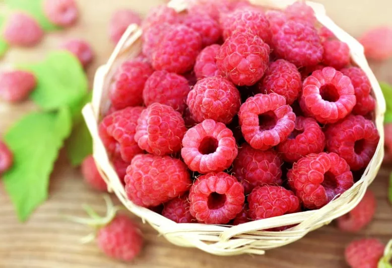 Rubus idaeus 'Joan J', Raspberry 'Joan J', Everbearing Raspberry, Raspberries, Red Berries, Fruiting Shrub