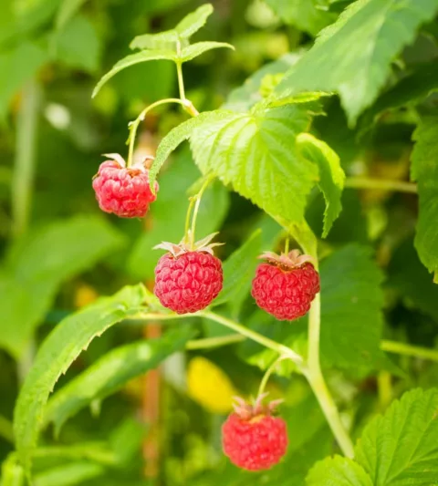 Rubus idaeus 'Nova', Raspberry 'Nova', Red Raspberry 'Nova', Raspberries, Red Berries, Fruiting Shrub