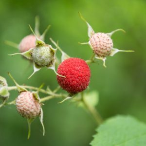 Rubus parviflorus, Thimbleberry, Native Australian Bramble, Salmon Berry, Salmonberry, Western Thimbleberry, Red Berries, Fruiting Shrub