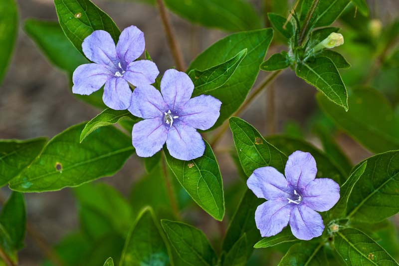 Ruellia humilis (Wild Petunia)