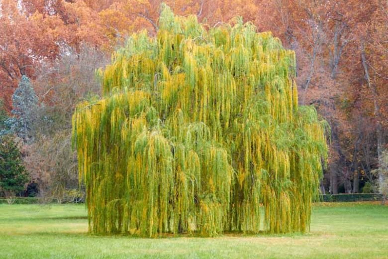 Salix babylonica, Weeping Willow, Deciduous Shrubs, Weeping trees, Foliage, Fall color, Winter color,
