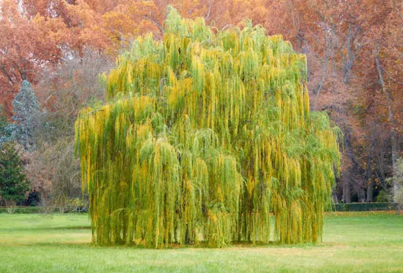 Salix babylonica, Weeping Willow, Deciduous Shrubs, Weeping trees, Foliage, Fall color, Winter color,