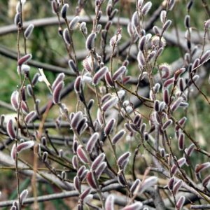 Salix gracilistyla, Rose-Gold Pussy Willow, Rosegold Pussy Willow, Catkins