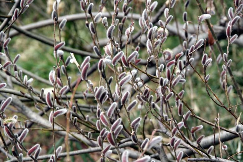Salix gracilistyla, Rose-Gold Pussy Willow, Rosegold Pussy Willow, Catkins