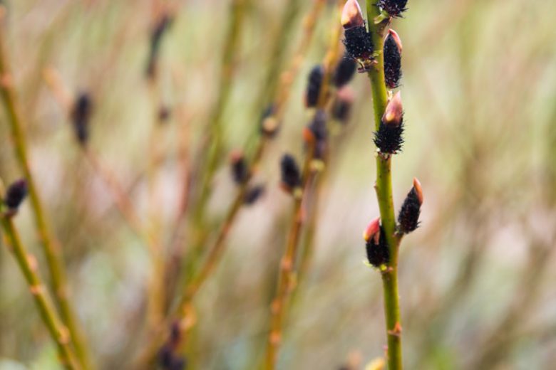 Salix gracilistyla 'Melanostachys', Black Pussy Willow, Black Willow, Catkins