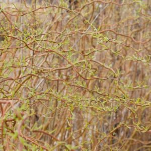 Salix 'Golden Curls', Willow 'Golden Curls', Willow 'Erythroflexuosa', Salix matsudana 'Tortuosa Aureopendula', Salix × erythroflexuosa, Salix 'Erythroflexuosa'