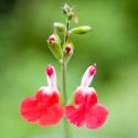 Salvia Hot Lips, Sage 'Hot Lips', Salvia x jamensis 'Hot Lips', Salvia microphylla 'Hot Lips', Red perennial, Red Sage, Bicolor Salvia, Bicolor Sage