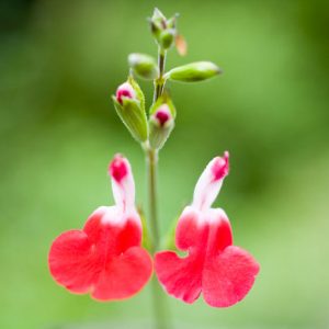 Salvia Hot Lips, Sage 'Hot Lips', Salvia x jamensis 'Hot Lips', Salvia microphylla 'Hot Lips', Red perennial, Red Sage, Bicolor Salvia, Bicolor Sage