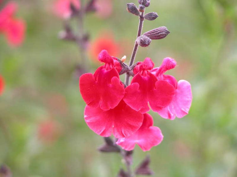 Salvia microphylla type (Baby Sage group) with tubular flowers - cultivar image representative of the group