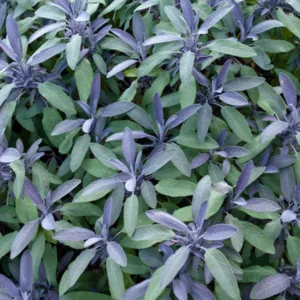 Salvia Officinalis 'Purpurascens', Purple Sage, Salvia officinalis Purpurascens Group, Salvia officinalis 'Purpurea', award-winning salvia, Purple Salvia, Evergreen shrub