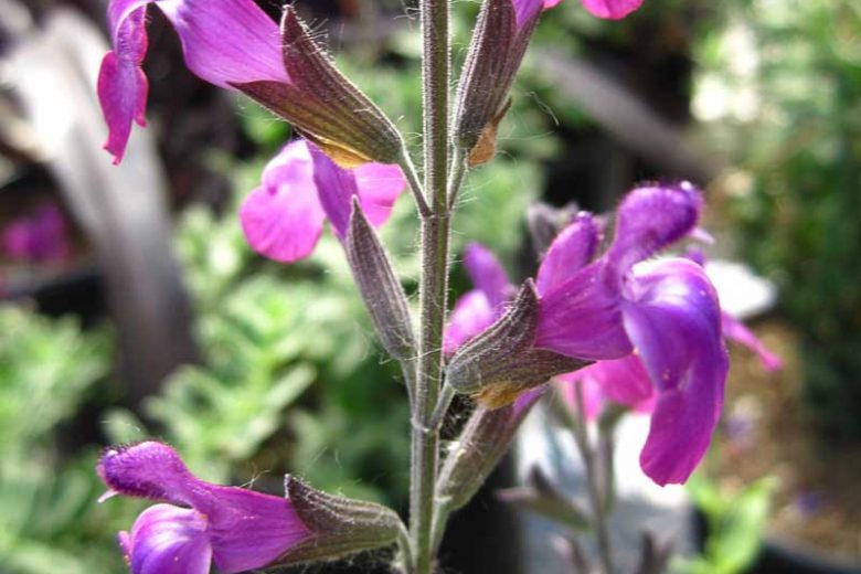 Salvia Ultra Violet, Sage 'Ultra Violet', Salvia lycioides x greggii 'Ultra Violet', Purple perennial, Purple Sage, Violet Salvia, Violet Sage