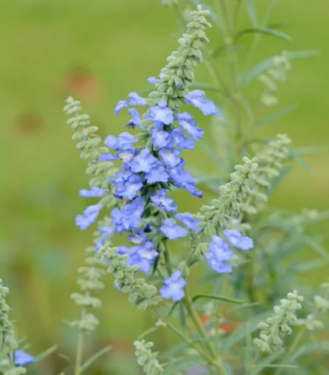 Salvia azurea var. grandiflora, Pitcher Sage, Wild Blue Sage, Prairie Sage, Salvia pitcheri, Salvia azurea subsp. pitcheri, Blue perennial, Blue Flowers