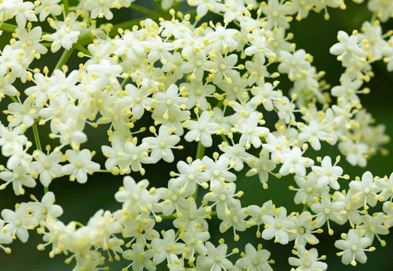 Clusters of ripe American elderberries on a branch