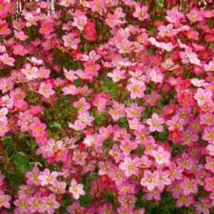 Saxifraga x arendsii 'Touran Pink', Saxifrage 'Touran Pink', Saxifraga 'Touran Pink', Pink flowers, ground covers, groundcover, perennial ground cover, evergreen perennial