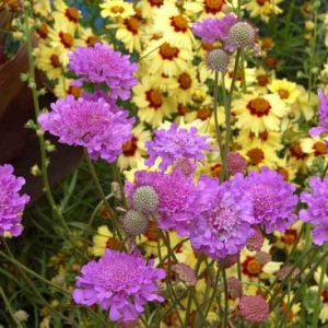 Scabiosa 'Vivid Violet', Pincushion Flower 'Vivid Violet', Scabious 'Vivid Violet', Scabiosa columbaria 'Vivid Violet', Blue Flowers, Blue perennials