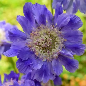 Scabiosa caucasica 'Fama Deep Blue', Pincushion Flower 'Fama Deep Blue', Caucasian Scabious 'Fama Deep Blue', Garden Scabious 'Fama Deep Blue', Blue Flowers