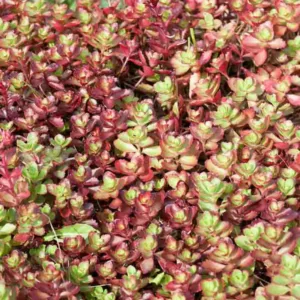 Sedum spurium ‘Dragon's Blood’, Stonecrop 'Dragon's Blood', Dragon's Blood Stonecrop, Red Sedum, Red Succulent