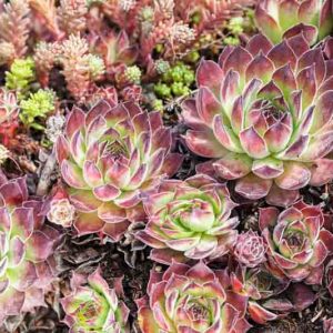 Sempervivum 'Hart 8', Hens and Chicks 'Hart 8', Houseleek 'Hart 8', succulent, evergreen succulent, Red Succulent, drought tolerant perennial, drought tolerant plant