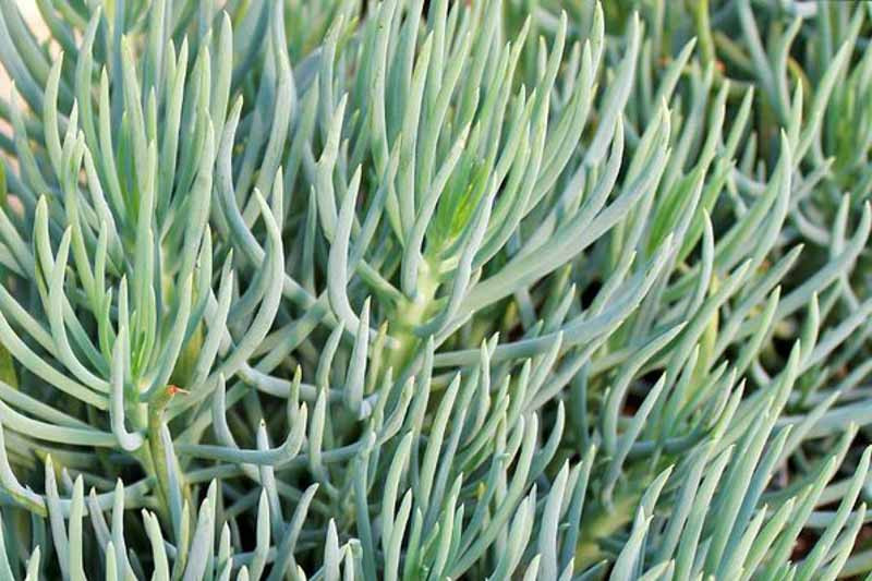 Senecio vitalis (Narrow-Leaf Chalksticks)
