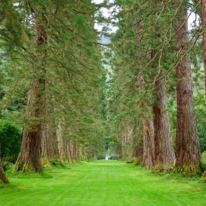Sequoiadendron giganteum, Giant Redwood, Big Tree, Wellingtonia, Giant Sequoia, Mammoth Tree, Sierra Redwood, Washingtonia, Evergreen Conifer, Attractive bark Tree