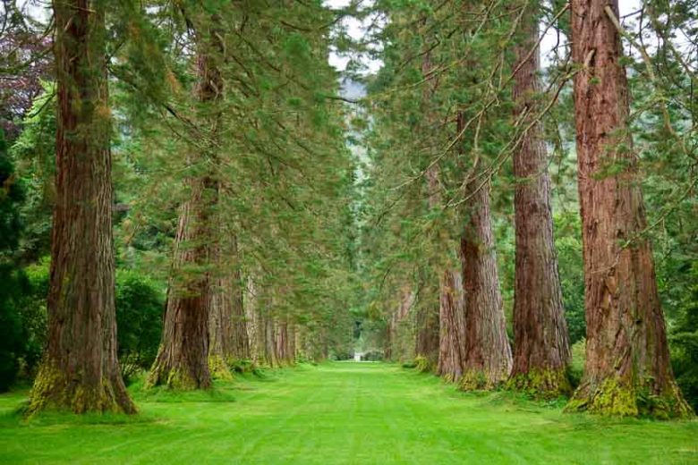 Sequoiadendron giganteum, Giant Redwood, Big Tree, Wellingtonia, Giant Sequoia, Mammoth Tree, Sierra Redwood, Washingtonia, Evergreen Conifer, Attractive bark Tree