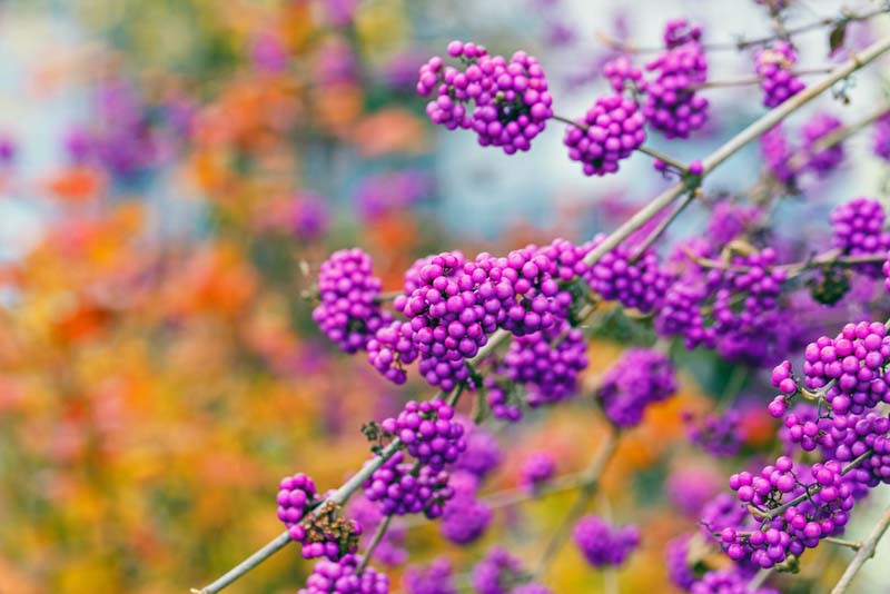 Plants with Berries  Top Trees & Shrubs with Colorful Berries