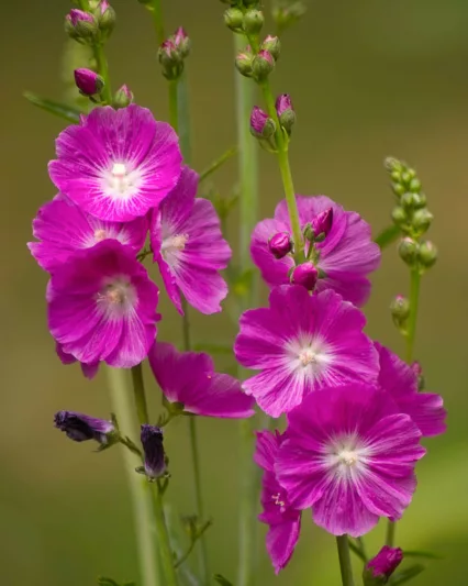 Sidalcea malviflora , Checker Bloom, Miniature Hollyhock, False Mallow, Purple flowers, Pink flowers