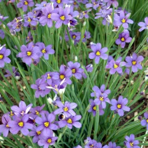 Sisyrinchium angustifolium 'Lucerne', Blue-Eyed Grass 'Lucerne', Grass Flower 'Lucerne', perennial plants, long-lasting flowers, Blue Flowers, Ground Covers