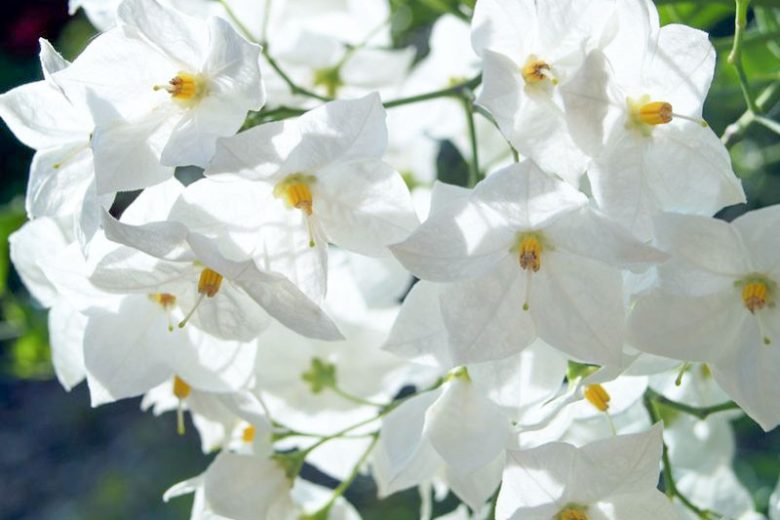 Solanum laxum 'Album', Potato Vine, Solanum jasminoides, Potato Climber, Jasmine Nightshade, evergreen shrub, evergreen white potato vine, white flowers