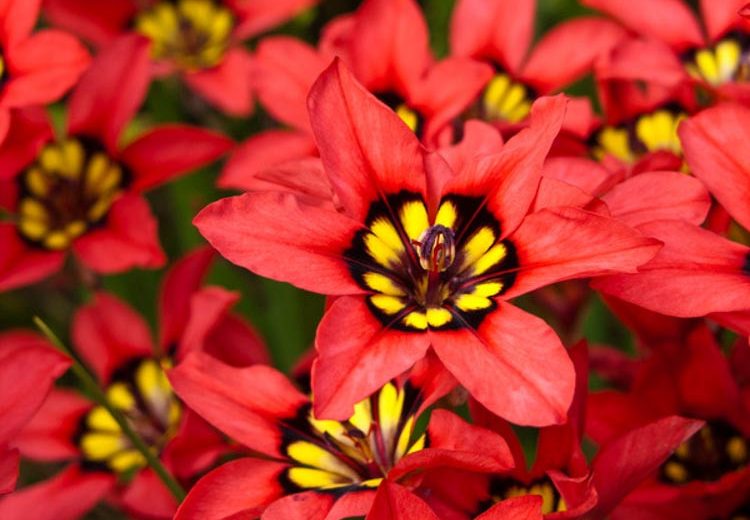 Sparaxis tricolor, Harlequin Flower, Wand flower, Red flowers,