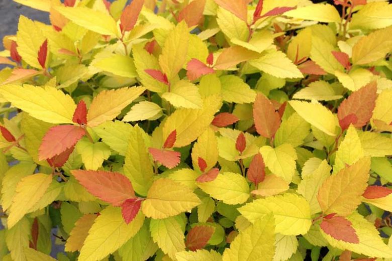 Spiraea Double Play® Candy Corn®, Japanese Spiraea Double Play® Candy Corn®, Spirea Double Play® Candy Corn®, Double Play Candy Corn Spirea, Yellow Spirea, Pink Flowers
