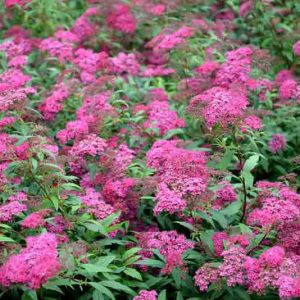 Spiraea japonica 'Anthony Waterer', Japanese Spiraea 'Anthony Waterer', Anthony Waterer Spiraea, Anthony Waterer Japanese Spiraea, Spiraea bumalda 'Anthony Waterer', Pink Flowers