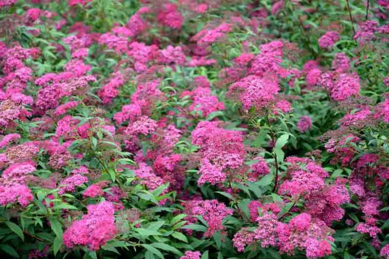 Spiraea japonica 'Anthony Waterer', Japanese Spiraea 'Anthony Waterer', Anthony Waterer Spiraea, Anthony Waterer Japanese Spiraea, Spiraea bumalda 'Anthony Waterer', Pink Flowers