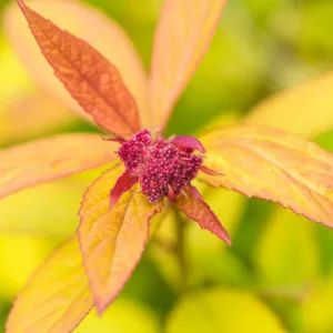 Spiraea japonica Magic Carpet 'Walbuma', Japanese Spiraea 'Magic Carpet', Magic Carpet Spiraea, Walbuma Japanese Spiraea, Spiraea japonica 'Walbuma', Yellow Spiraea, Pink Flowers