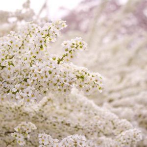Spiraea thunbergii, Thunberg Spirea, Breath of Spring Spirea, White Flowers, Flowering shrub, Baby’s Breath Spirea