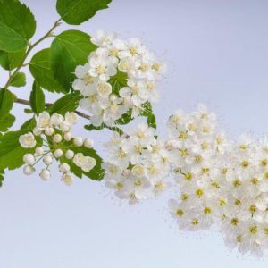 Spiraea × vanhouttei, (Spirea), Vanhoutte Spirea, Bridalwreath, White Flowers, Bridal Wreath Spirea