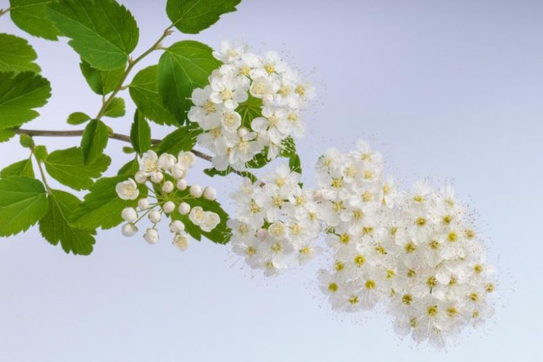 Spiraea × vanhouttei, (Spirea), Vanhoutte Spirea, Bridalwreath, White Flowers, Bridal Wreath Spirea