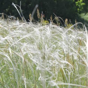 Stipa Barbata, Silver Feather Grass, Ornamental Grass, Feather Grass, Stipa 'Silver Feather'