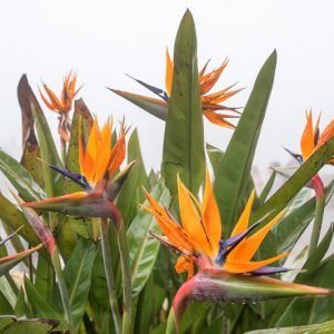 Strelitzia reginae, Bird of Paradise, Orange Bird of Paradise, Strelitzia, Crane Flower,