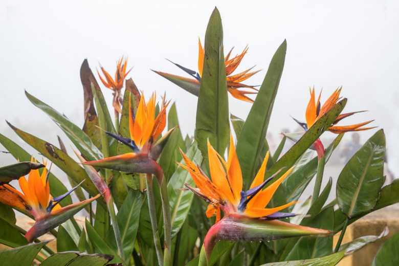 Strelitzia reginae, Bird of Paradise, Orange Bird of Paradise, Strelitzia, Crane Flower,