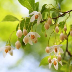 Styrax japonicus, Fragrant Snowbell, Snowflake Flower, Spring flowers, fragrant flowers, fragrant trees, white flowers