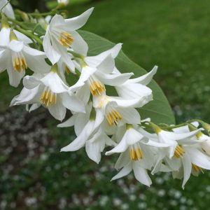 Styrax obassia, Fragrant Snowbell, Spring flowers, fragrant flowers, fragrant trees, white flowers