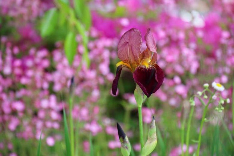 Bearded Irises, Tall Bearded Irises, Award-Winning Irises, Dykes Medal, Iris Bloom Times, Early season Irises, Late Season Irises, Early Irises, Late Irises
